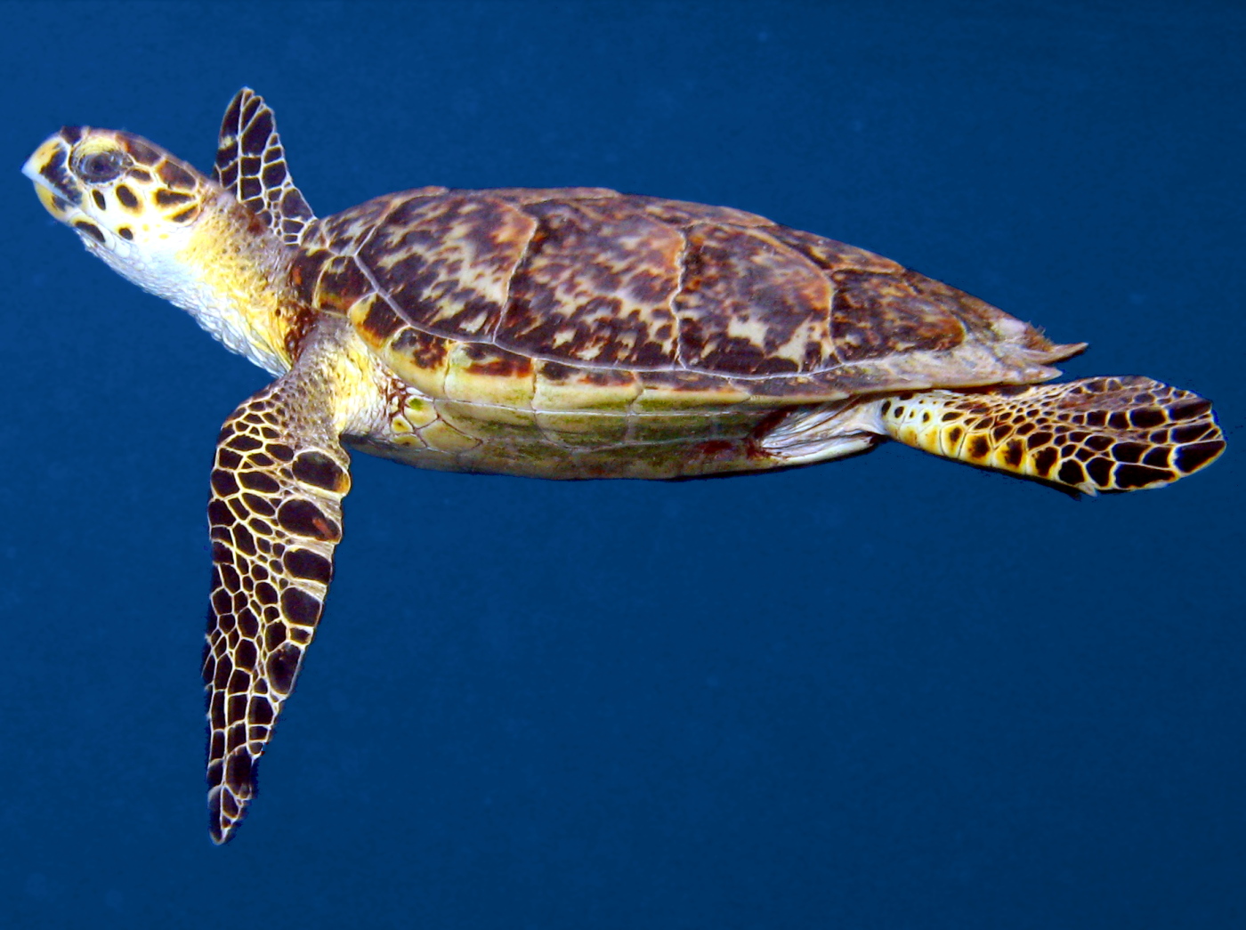 Hawksbill Turtle